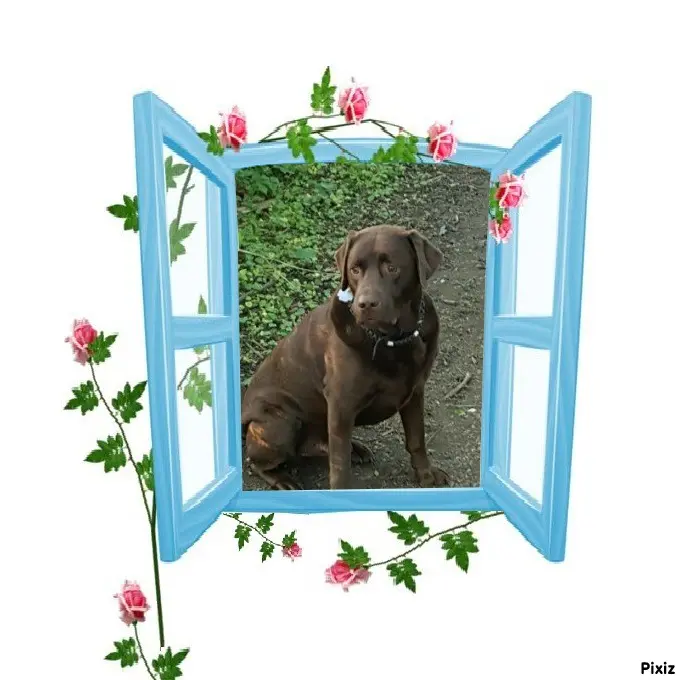 Condolence image of Tanja mit Timmy im Herzen
