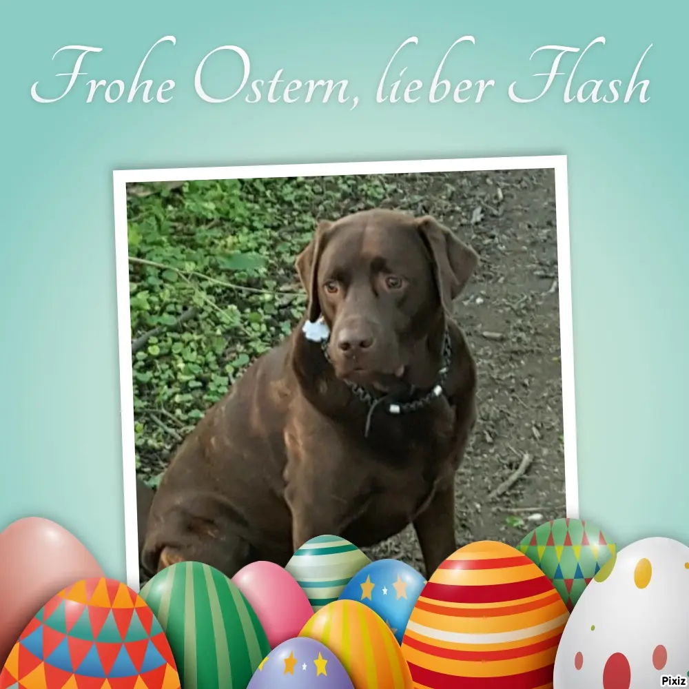 Condolence image of Tanja mit Timmy im Herzen