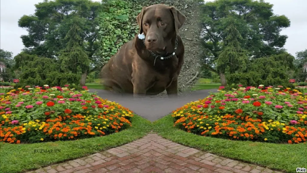 Condolence image of Tanja mit Timmy im Herzen
