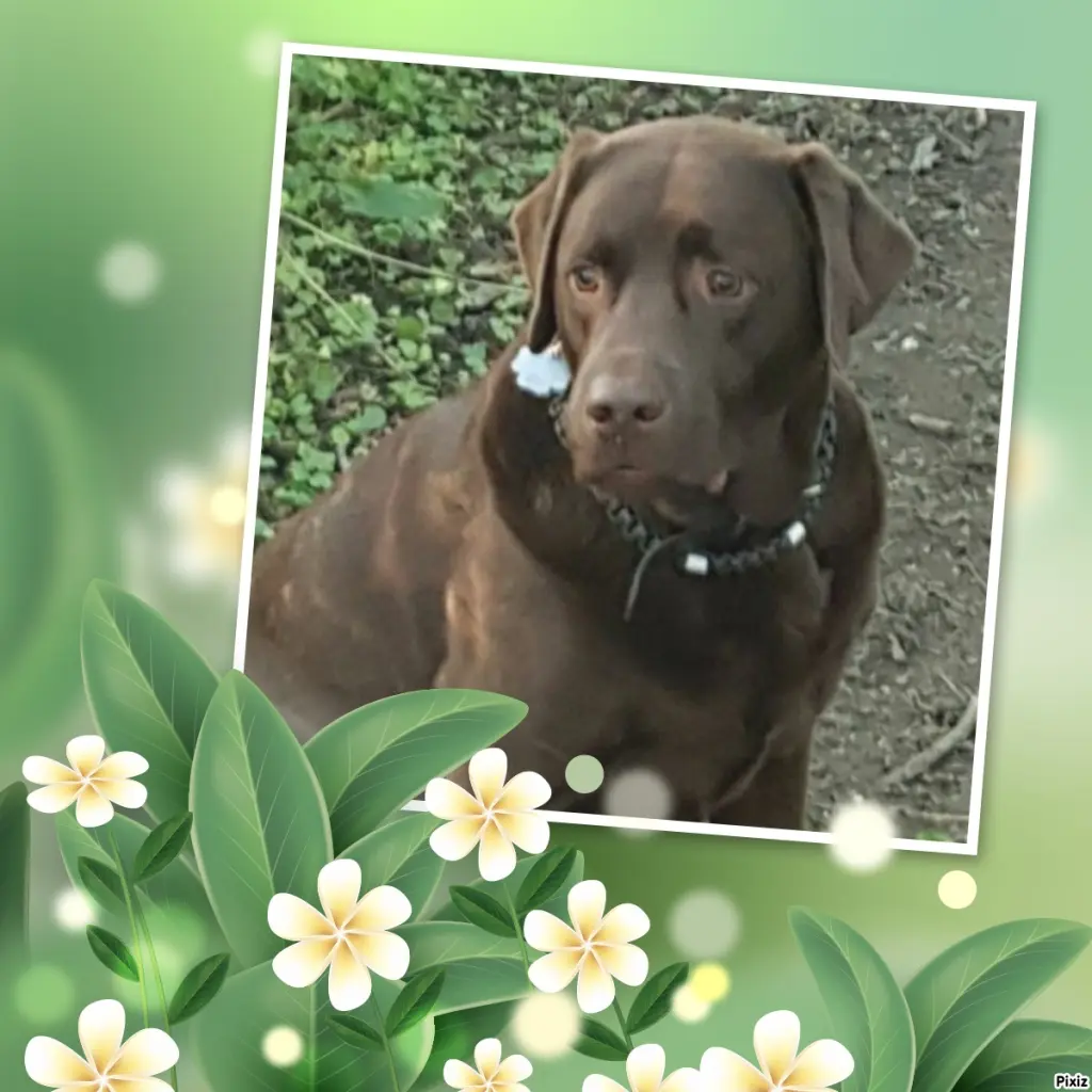 Condolence image of Tanja mit Timmy im Herzen