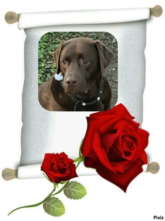 Condolence image of Tanja mit Timmy im Herzen