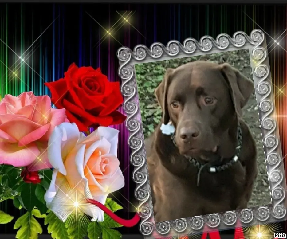 Condolence image of Tanja mit Timmy im Herzen
