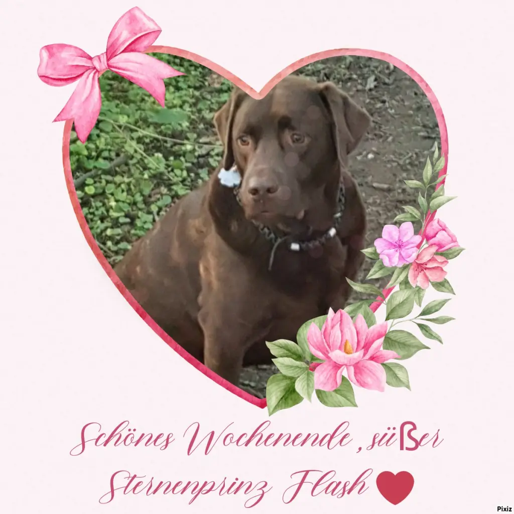 Condolence image of Tanja mit Timmy im Herzen