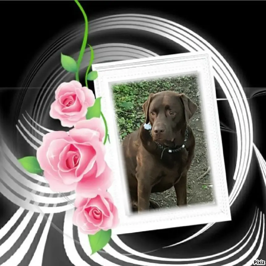 Condolence image of Tanja mit Timmy im Herzen