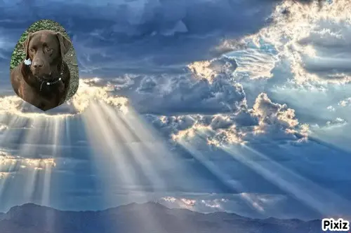 Condolence image of Tanja mit Timmy im Herzen