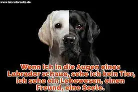 Condolence image of Flash immer im ❤️
