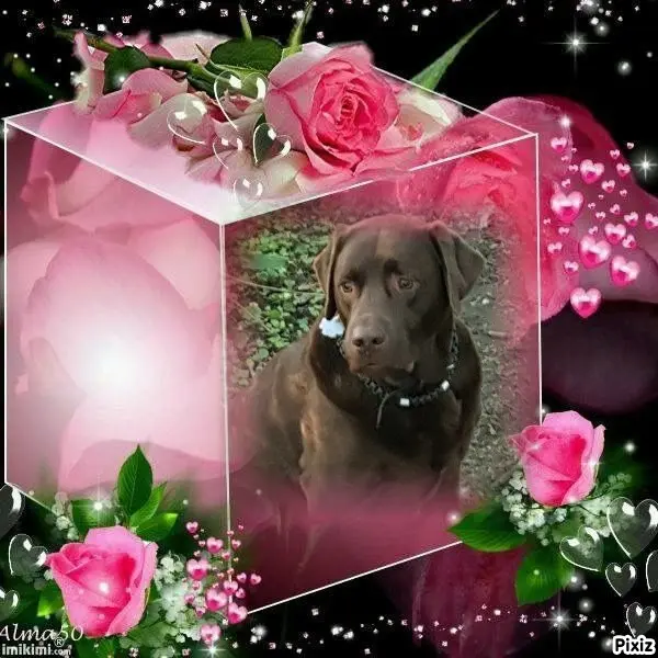 Condolence image of Tanja mit Timmy im Herzen