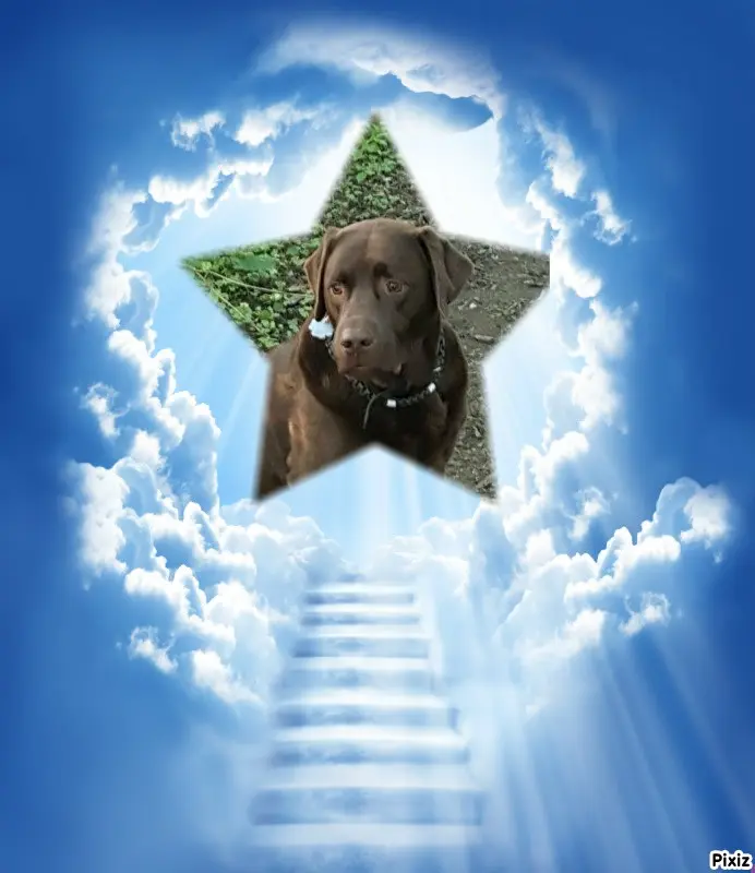 Condolence image of Tanja mit Timmy im Herzen