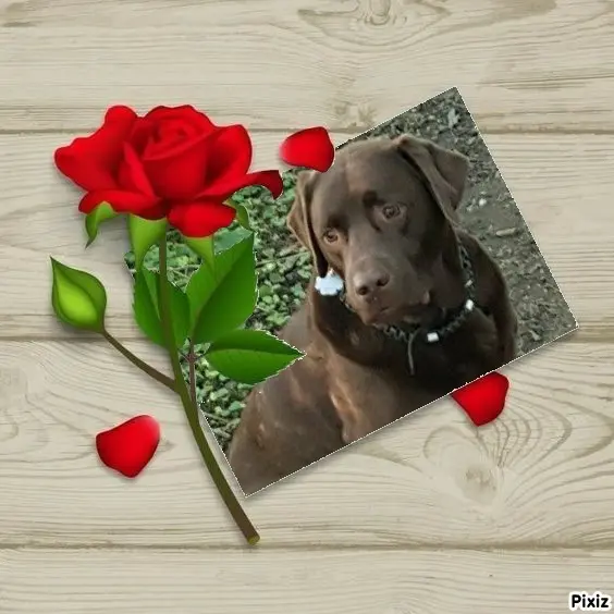 Condolence image of Tanja mit Timmy im Herzen