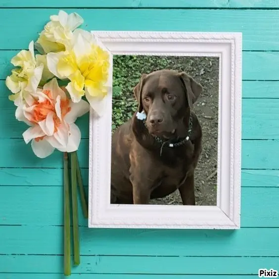 Condolence image of Tanja mit Timmy im Herzen