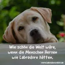 Condolence image of Flash immer im ❤️