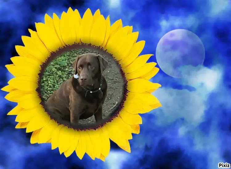 Condolence image of Tanja mit Timmy im Herzen