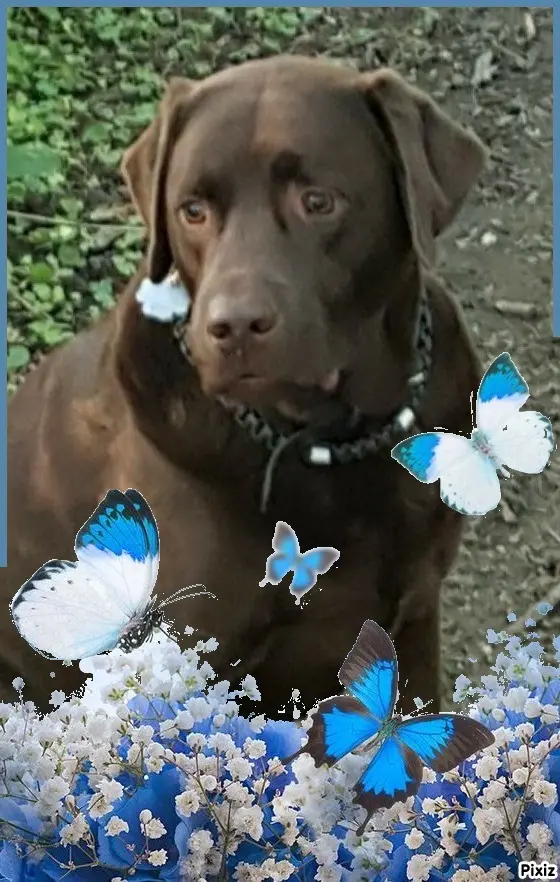 Condolence image of Tanja mit Timmy im Herzen