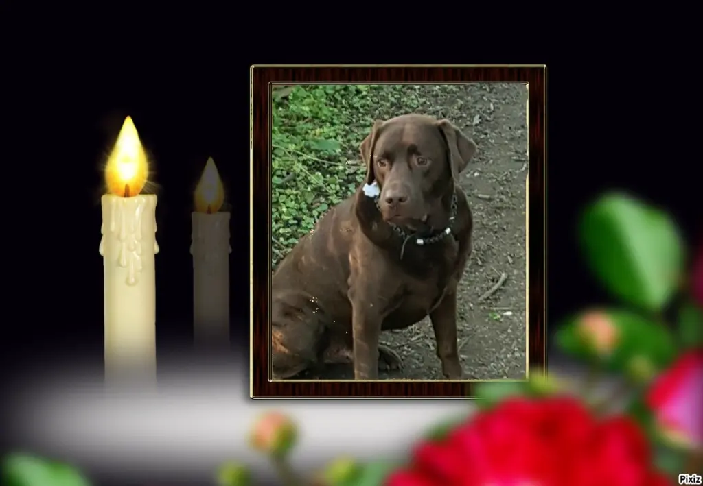 Condolence image of Tanja mit Timmy im Herzen