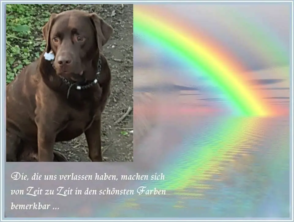 Condolence image of Sabine mit Kaspar tief im Herzen☸ڿڰۣ❤️