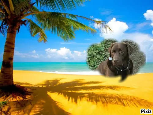 Condolence image of Tanja mit Timmy im Herzen 