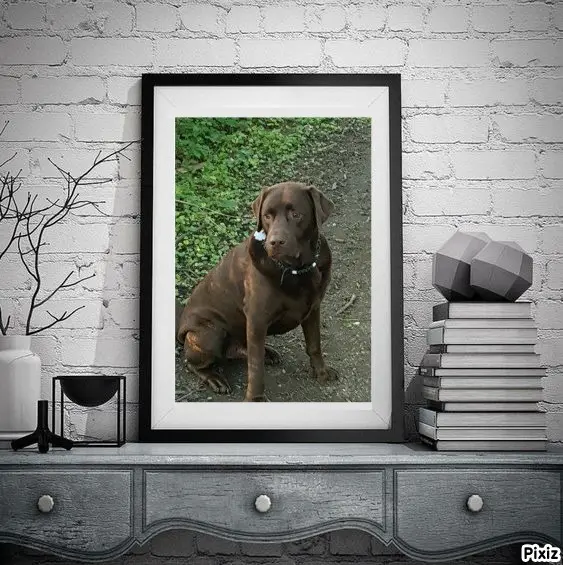 Condolence image of Tanja mit Timmy im Herzen 