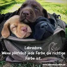 Condolence image of Unvergessen ❤️❤️