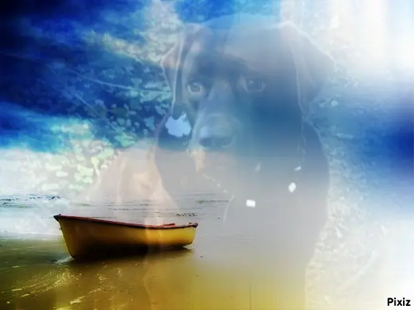 Condolence image of Tanja mit Timmy im Herzen 