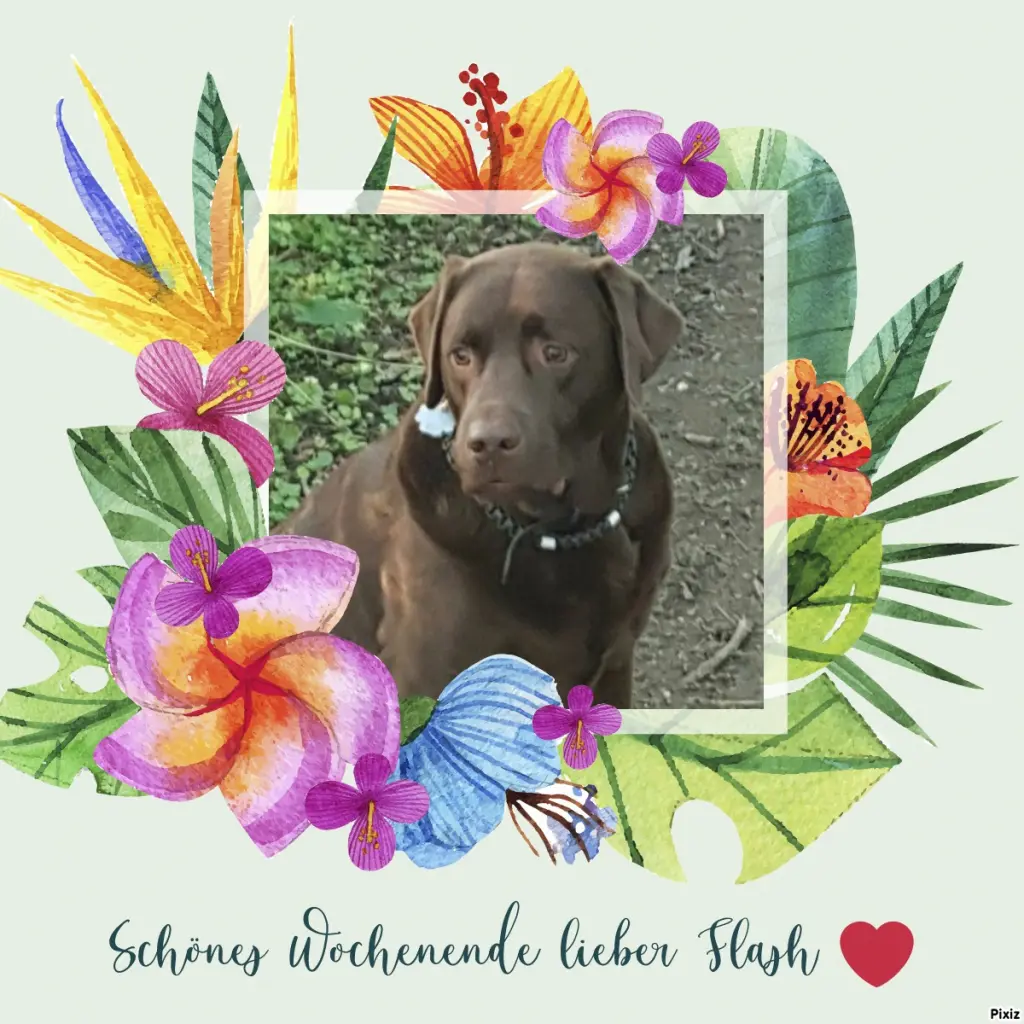 Condolence image of Tanja mit Timmy im Herzen 