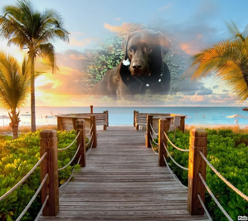 Condolence image of Tanja mit Timmy im Herzen 
