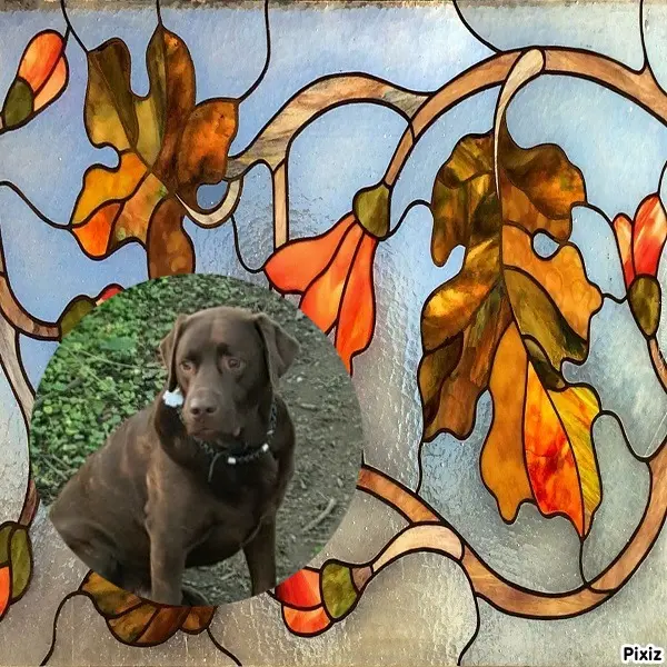 Condolence image of Tanja mit Timmy im Herzen 