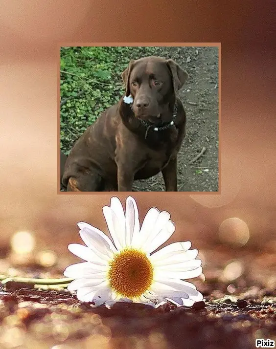 Condolence image of Tanja mit Timmy im Herzen 