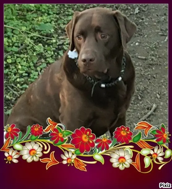 Condolence image of Tanja mit Timmy im Herzen