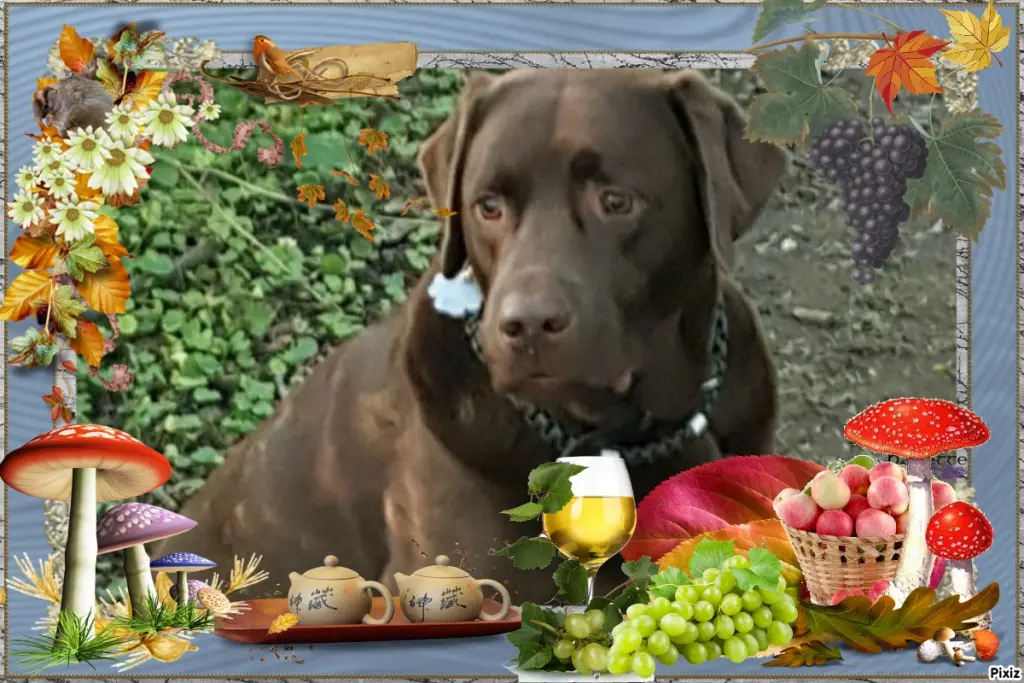 Condolence image of Tanja mit Timmy im Herzen