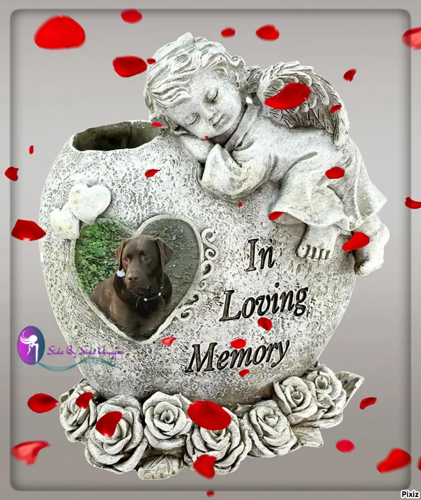 Condolence image of Tanja mit Timmy im Herzen