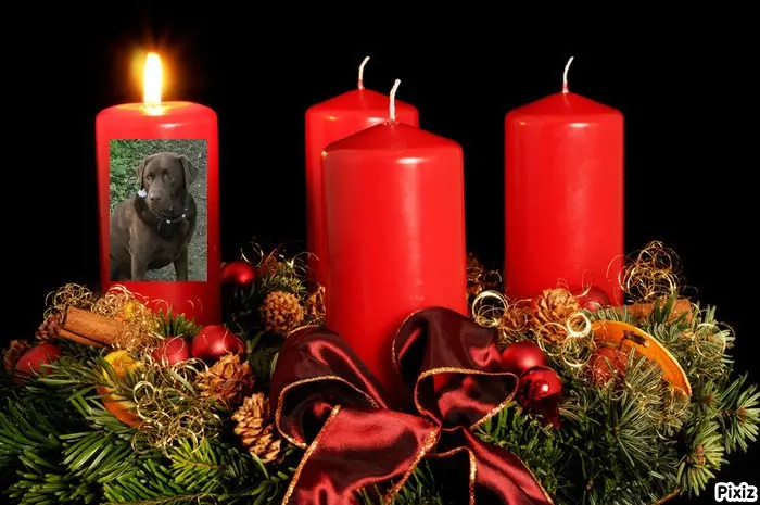 Condolence image of Tanja mit Timmy im Herzen