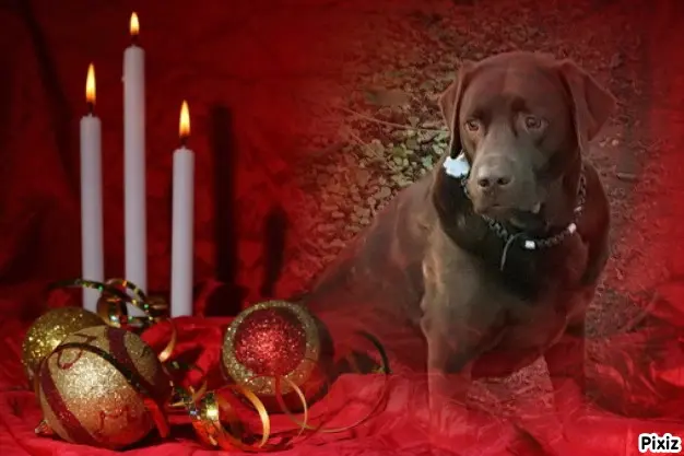 Condolence image of Tanja mit Timmy im Herzen