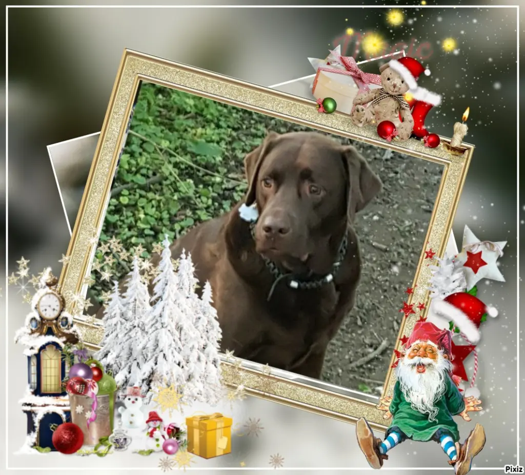 Condolence image of Tanja mit Timmy im Herzen
