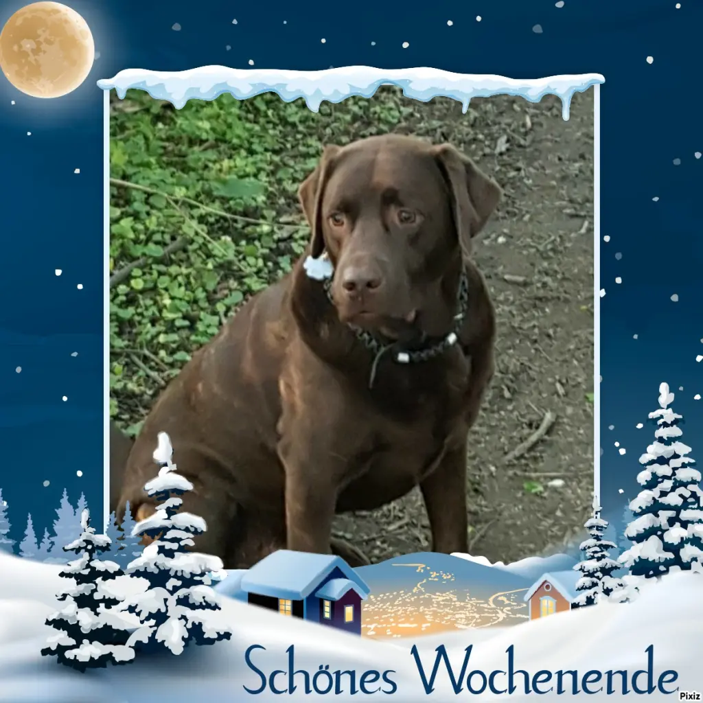 Condolence image of Tanja mit Timmy im Herzen