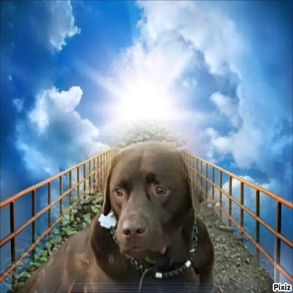 Condolence image of Tanja mit Timmy im Herzen
