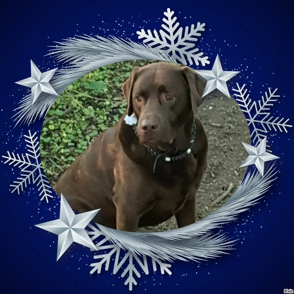 Condolence image of Tanja mit Timmy im Herzen