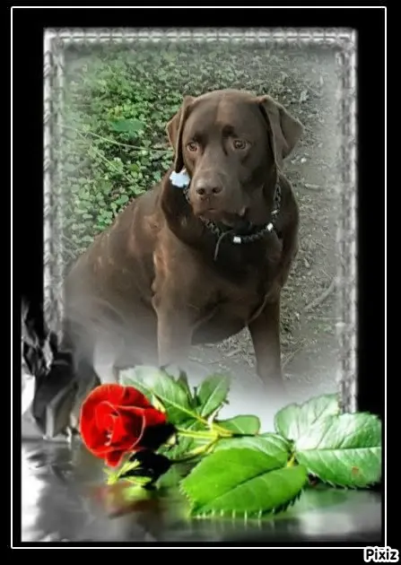 Condolence image of Tanja mit Timmy im Herzen