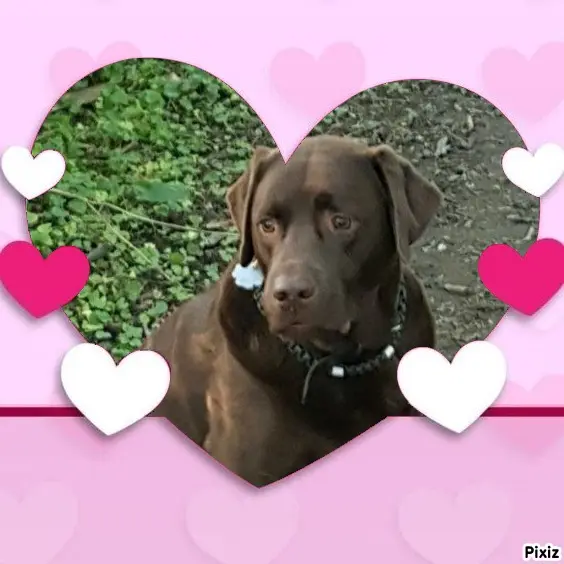 Condolence image of Tanja mit Timmy im Herzen
