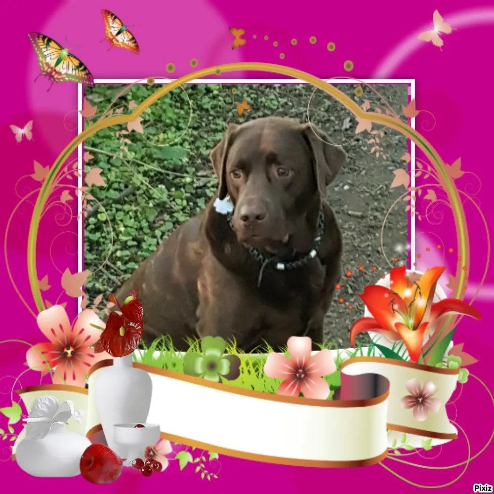 Condolence image of Tanja mit Timmy im Herzen