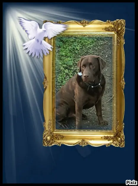 Condolence image of Tanja mit Timmy im Herzen