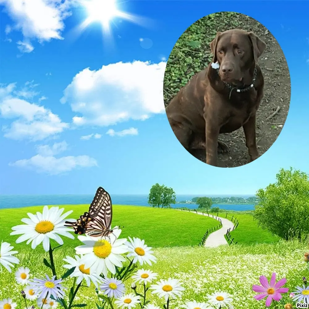 Condolence image of Tanja mit Timmy im Herzen