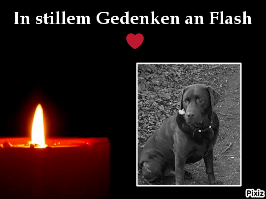 Condolence image of Tanja mit Timmy im Herzen 