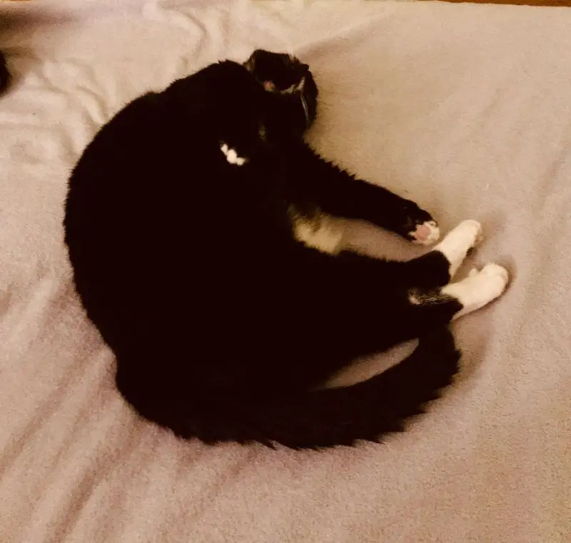 Condolence image of Lucy‘s Mama