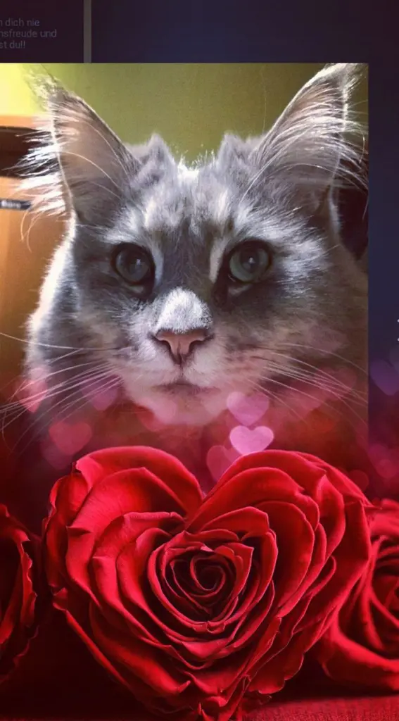 Condolence image of Brigitta mit ♥Sam♥ † 13.6.19