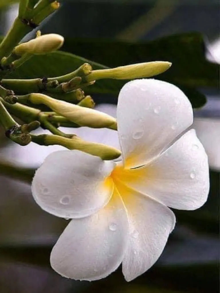 Condolence image of Annemarie