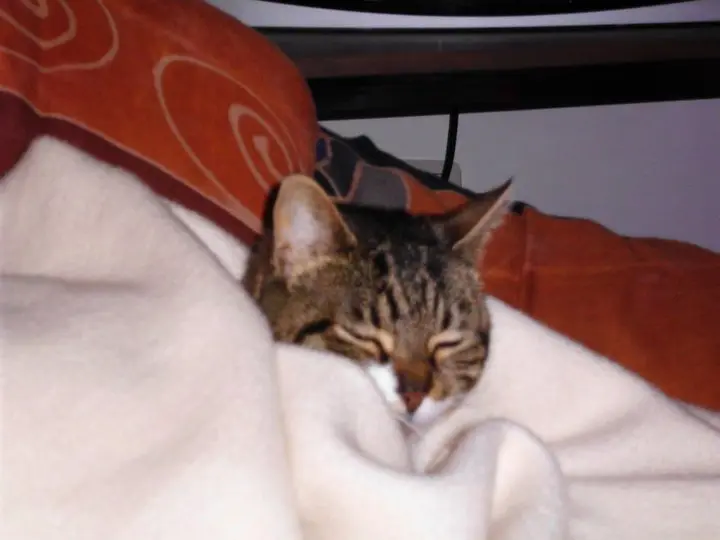 Image from Nelly