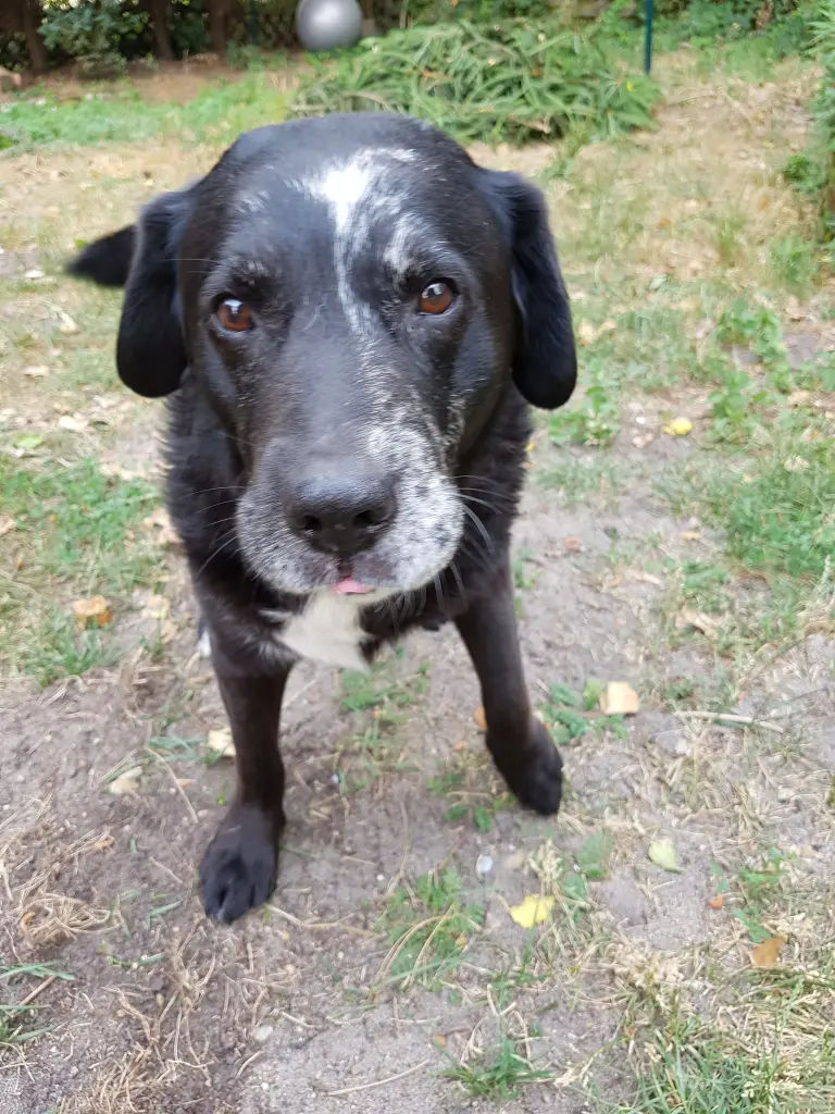 Bild von Shadow
