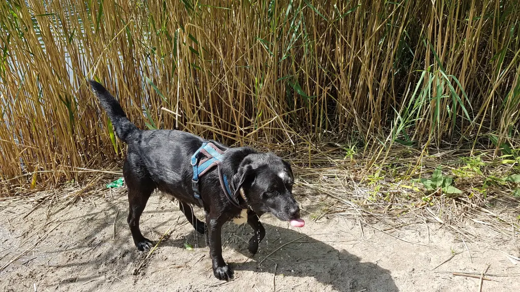 Bild von Shadow