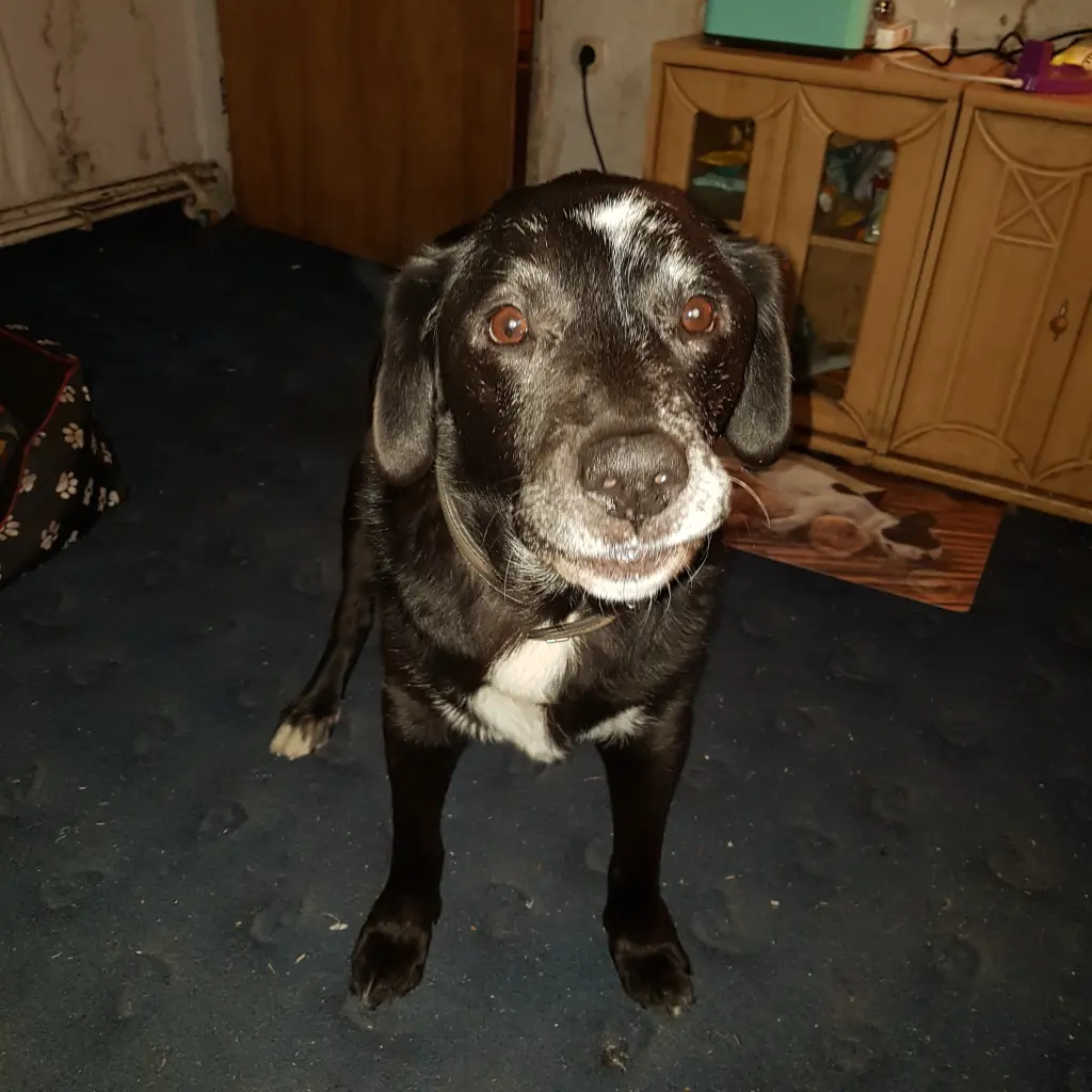 Bild von Shadow