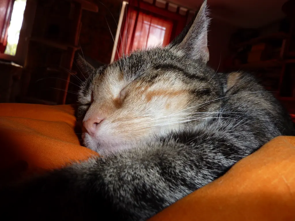 Image from Tiger-Lilly